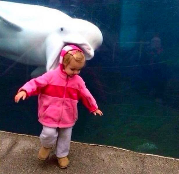 Вряд ли ребенок будет считать дельфинов милыми и добрыми животными после такого