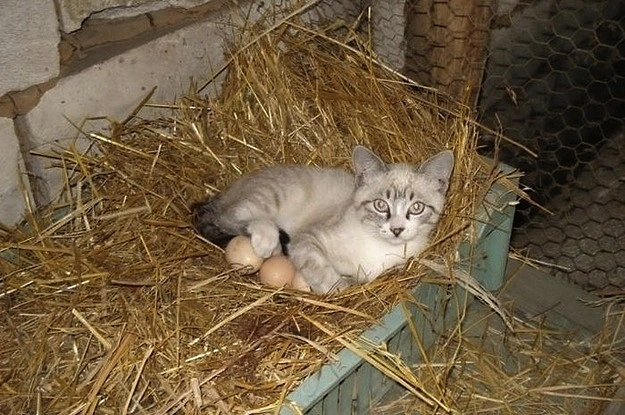 Непонятно как и почему эти кошки оказались там
