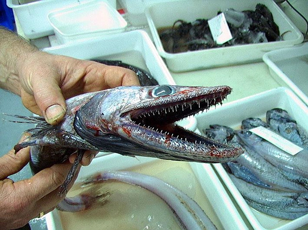 28 ужасающих своим видом существ, которые живут в морях и океанах