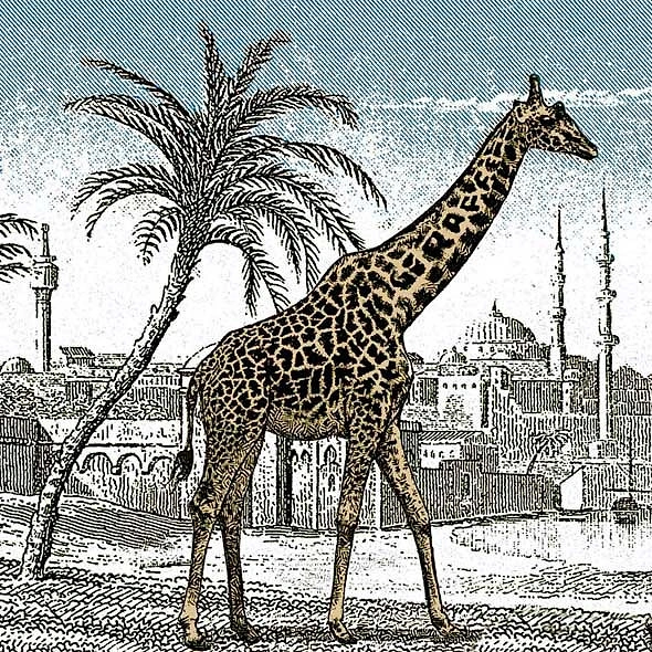 Вы можете найти скрытного жирафа (Giraffe)?