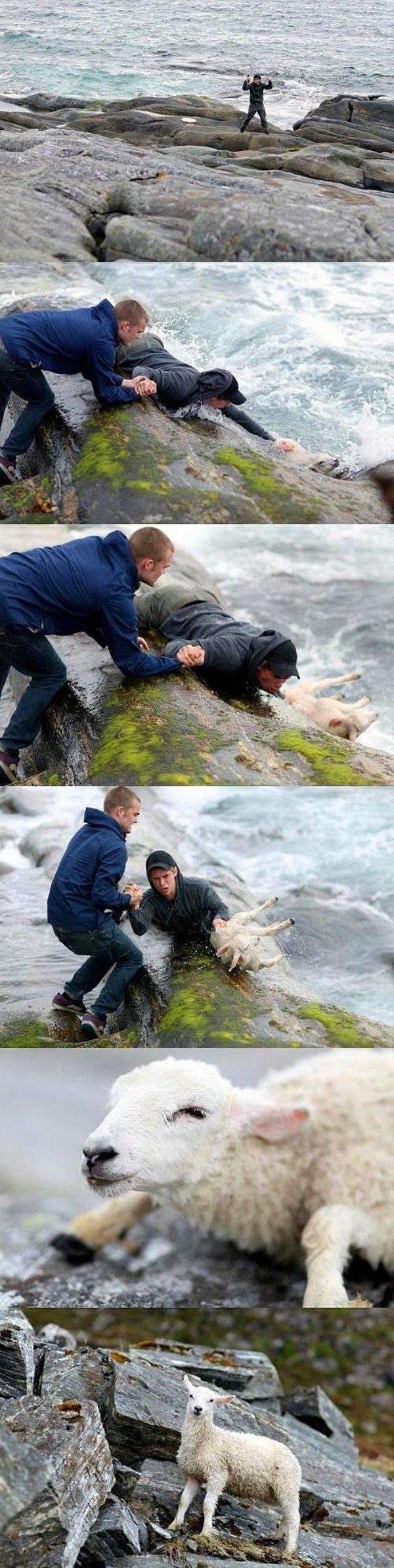2. Norveç'te akıntıya kapılan koyunu kurtaran iki genç.