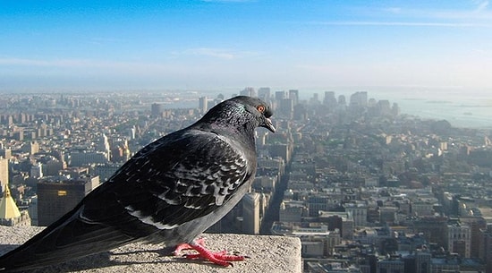 Dünyayı Bir Kuşun Gözlerinden Nasıl Görürdünüz ?