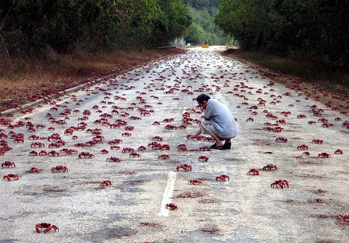 Kızıl Yengeçlerin İnanılması Zor Göç Fotoğrafları