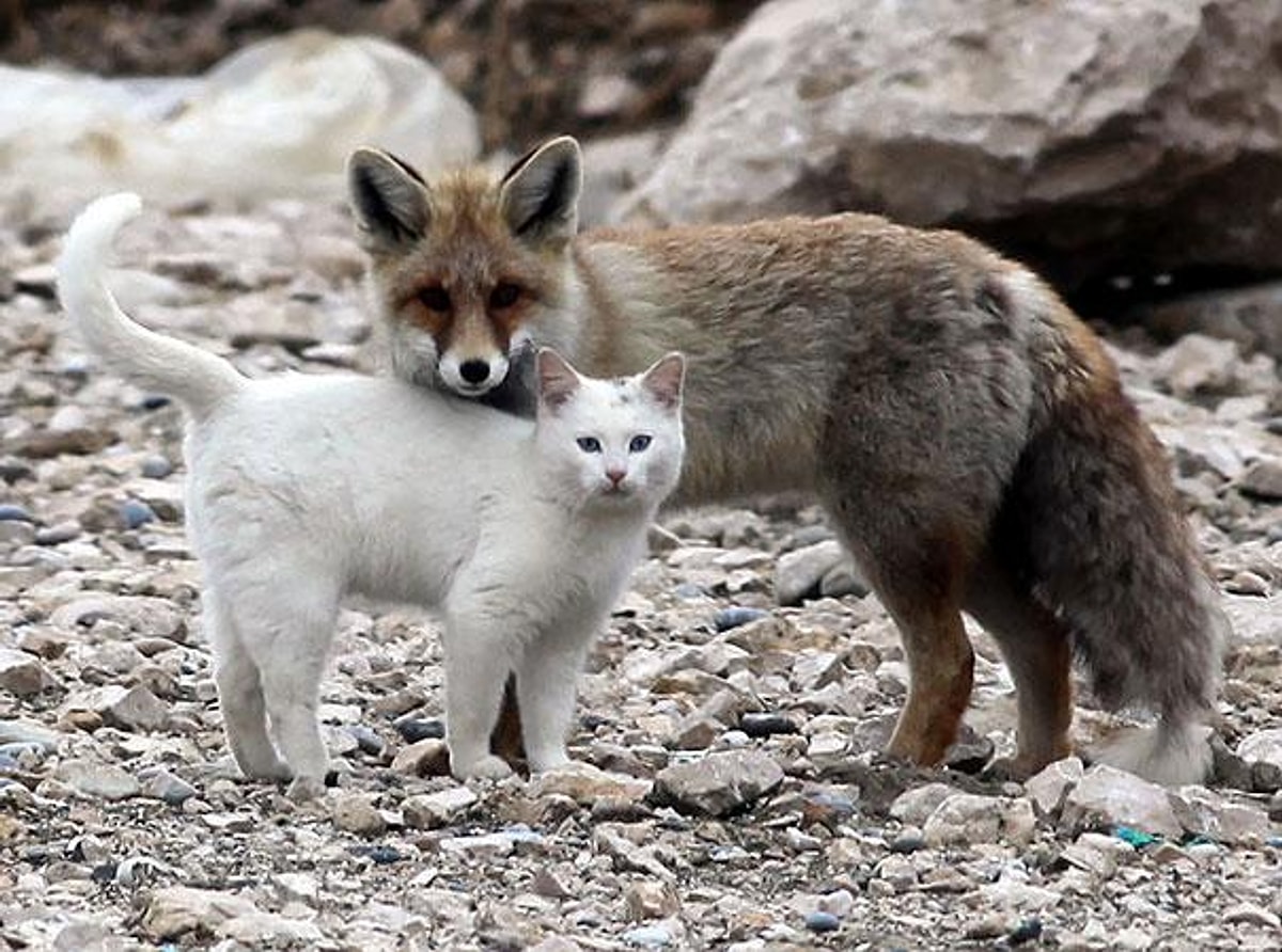 Других зверей. Кот и лиса. Лис и кошка. Дружба между животными разных видов. Необычная Дружба между животными.