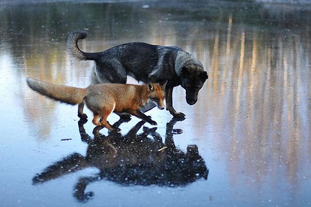 Tinni'nin sahibi Torgeir Berge ise bu iki dost oynarken fotoğraflarını çekmesinin yanı sıra;