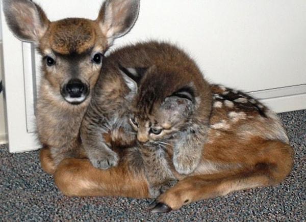 8. Bu geyik ve kedi birlikte bir orman yangınından kaçarken arkadaş olmuşlar. O günden beri arkadaşlar.