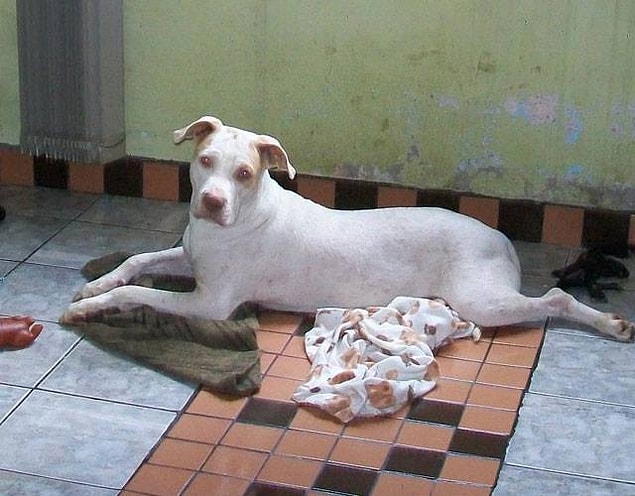 15. Ormanda bulunan köpekle bu fotoğraftakinin aynı olduğuna inanabiliyor musunuz?