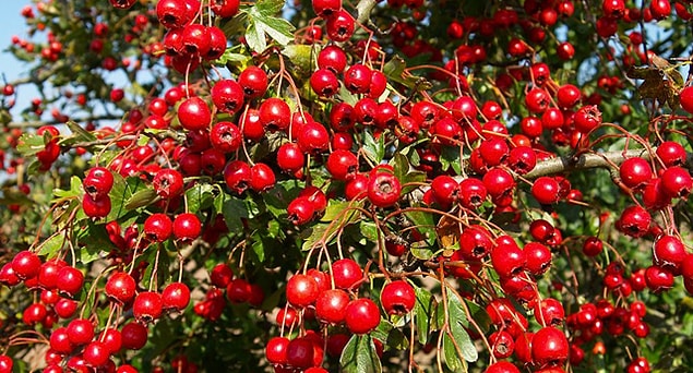 3. Goji Berry