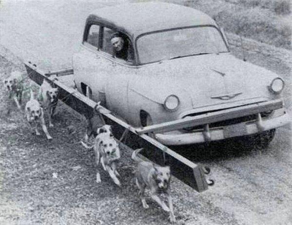 36. Araçla köpek dolaştırma aparatı