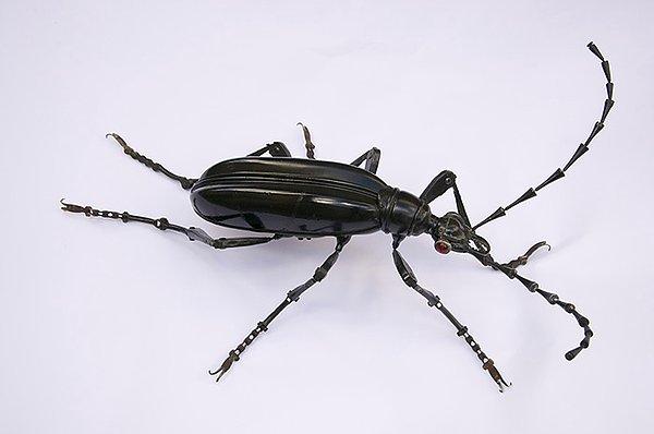 18. Uzun boynuzlu Böcek
