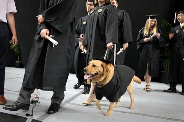 16. Köpekler üniversitelilere final haftasını başarılı bir şekilde geçirmelerine yardım ederler