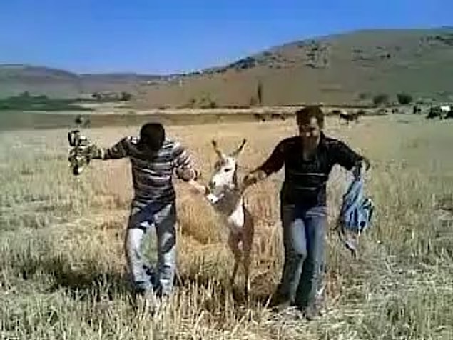 49. 2 eşek 1 sıpa halay çekiyor :(