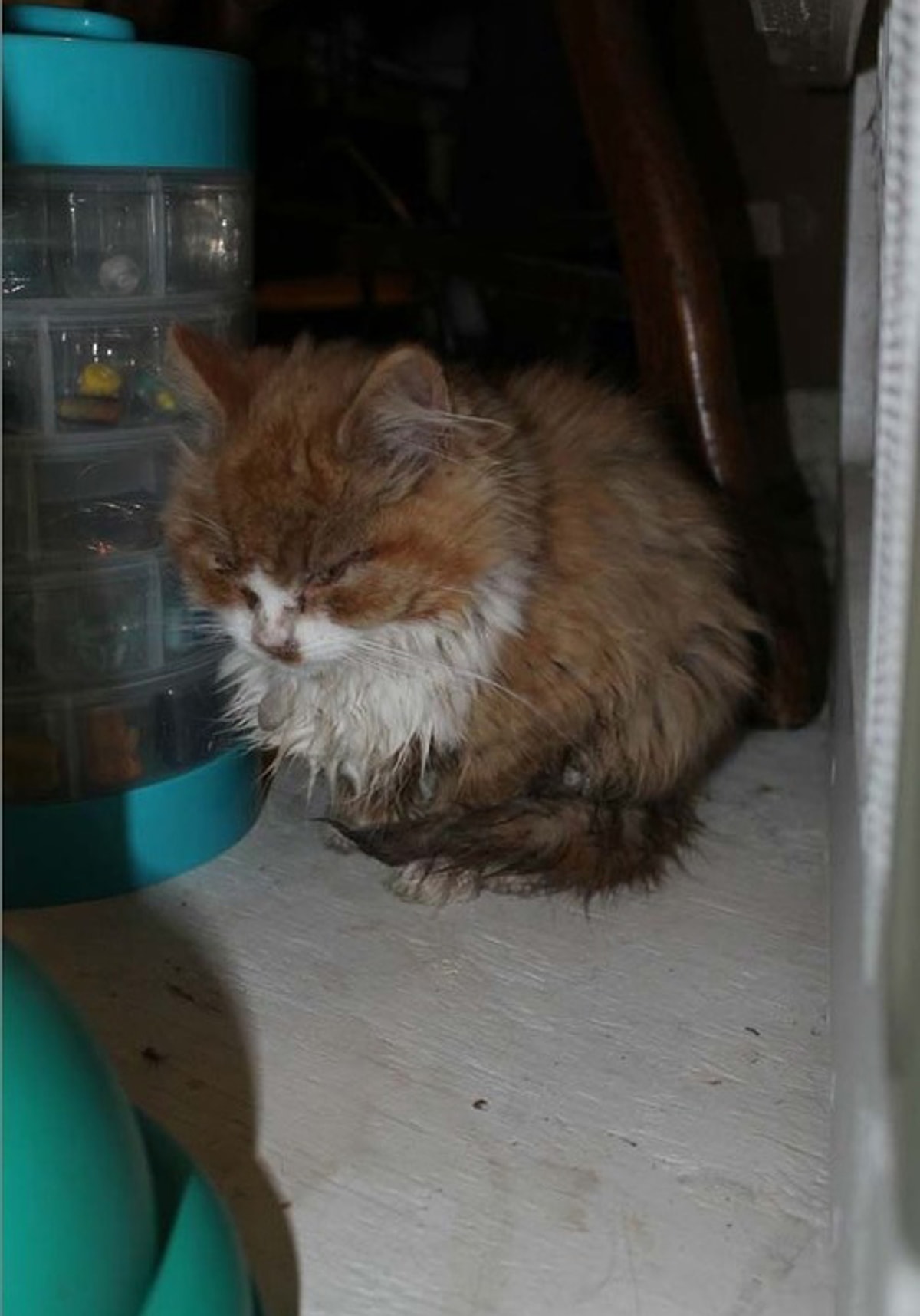 Котят которых бросила кошка. Котят которых бросила кошка. Маленький брошенный котенок. Брошенный котенок. Кошка бросила котят.