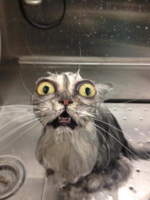 5. Bu minnoş banyo keyfinin kediler için çok da gerekli olmadığını baştan bilseydi..