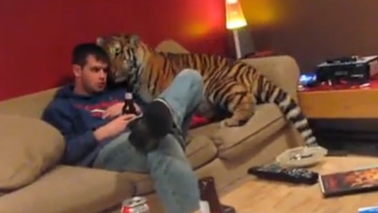 Kaplan da Evcil Bir Kedi Olabilir!