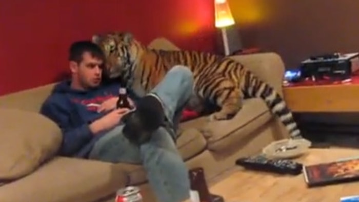 Kaplan da Evcil Bir Kedi Olabilir!