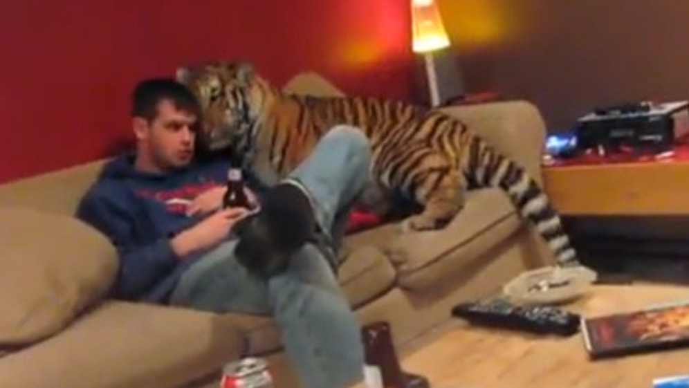 Kaplan da Evcil Bir Kedi Olabilir!