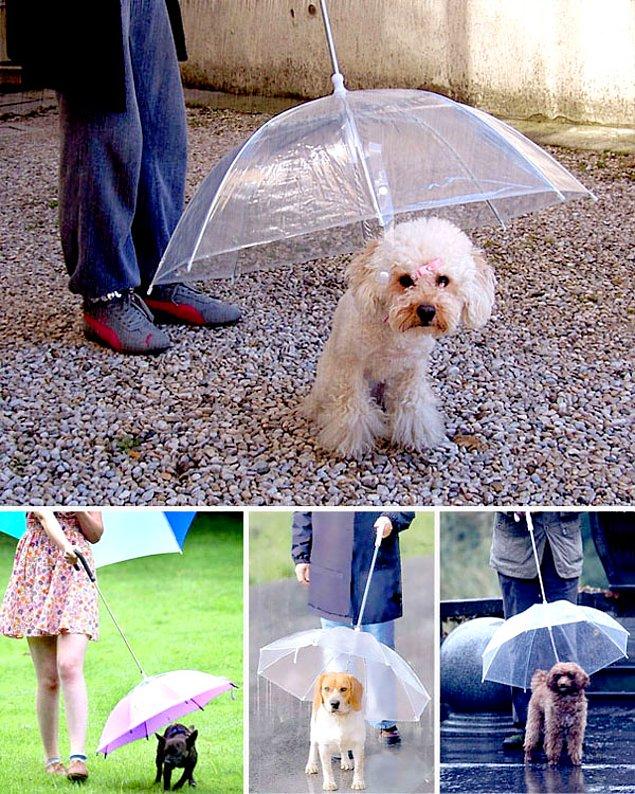 7. Köpek Şemsiyesi
