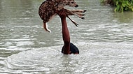 Yavru Geyiği Kurtarmak İçin Kendi Canını Tehlikeye Atan Küçük Kahraman