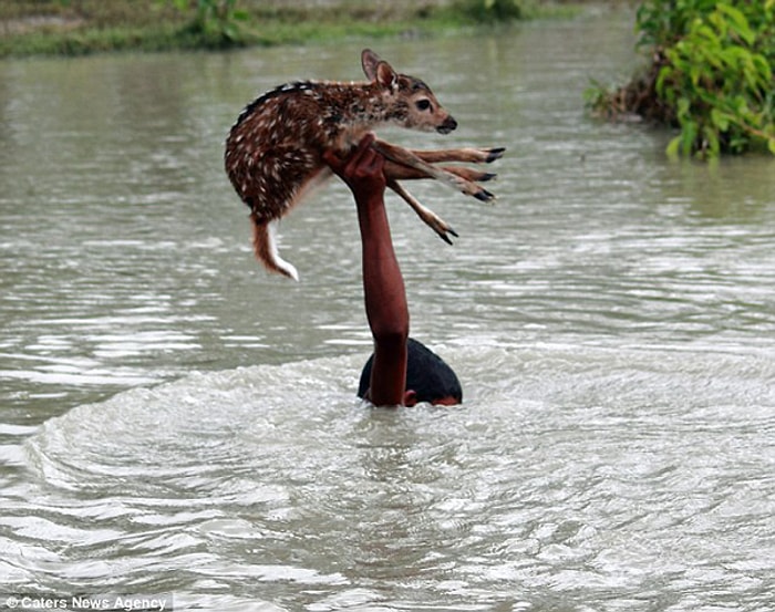 Yavru Geyiği Kurtarmak İçin Kendi Canını Tehlikeye Atan Küçük Kahraman