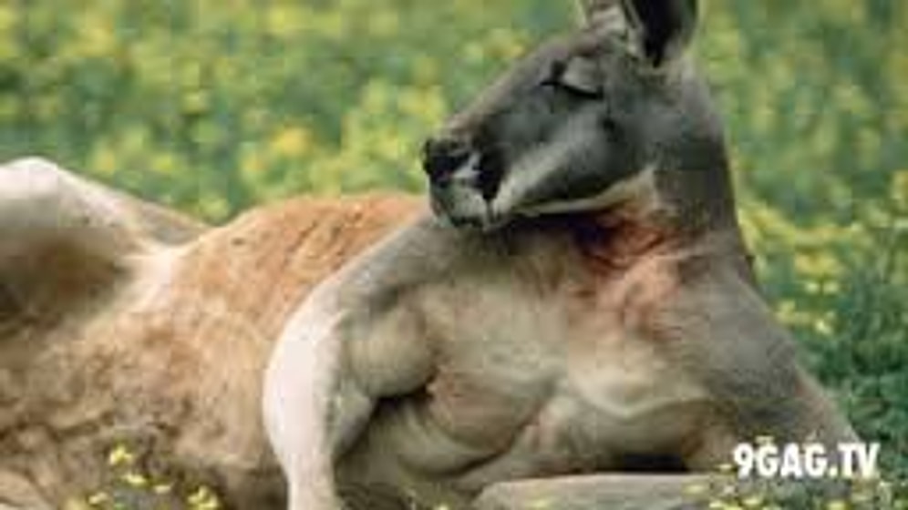 Vücut Geliştirici Gibi Takılan Kanguru