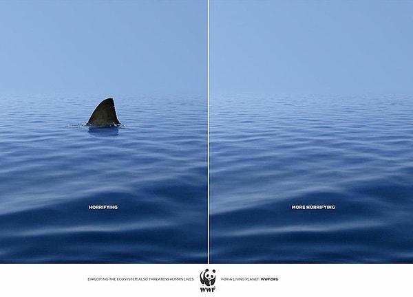 4. WWF: Köpekbalığı