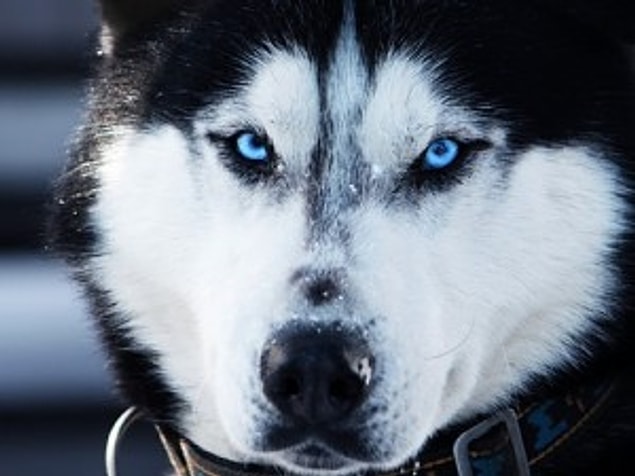 En Guclu 10 Kopek Cinsi