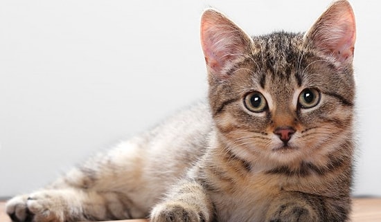 Kedi Vahşetinde Yeni Gelişme: Serbest Bırakıldı...