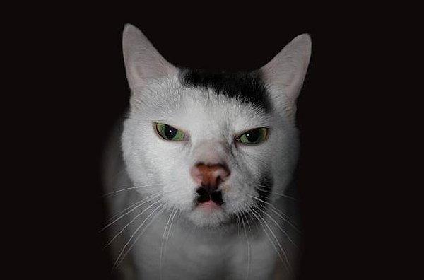 Hitler görünümlü kedi