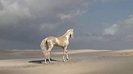 11 Fotoğraf ile Güzelliği Dillere Destan Ahal Teke Atları