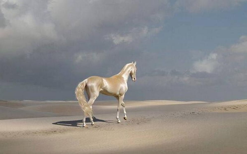 11 Fotoğraf ile Güzelliği Dillere Destan Ahal Teke Atları