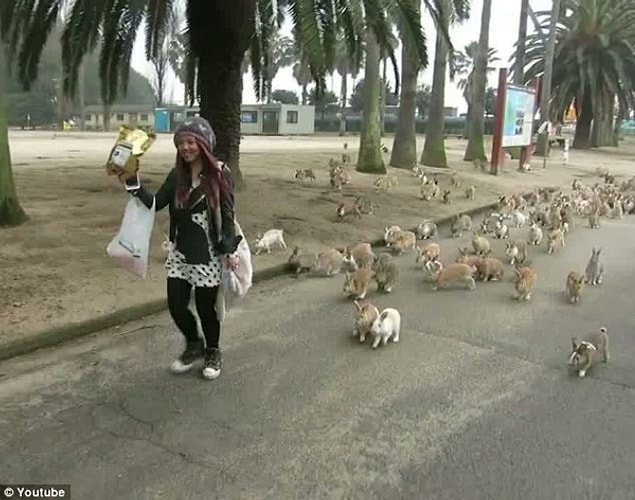 3. Turistler bu adayı ziyaret edip tavşanları beslemekten keyif alıyorlar. Tavşanların da mutsuz olduğu söylenemez.
