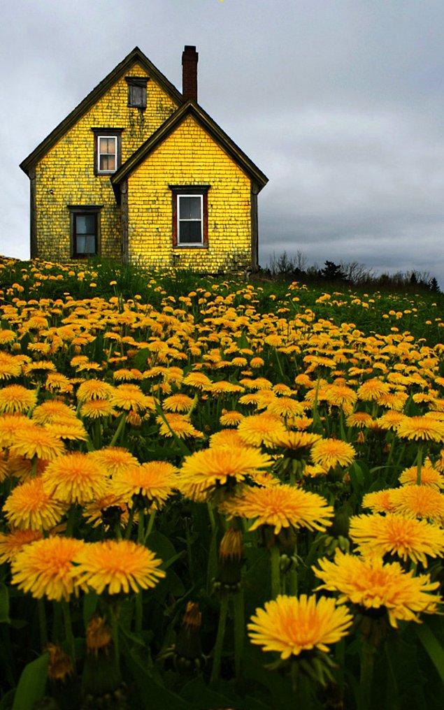 22-Nova Scotia'da sarı bir ev