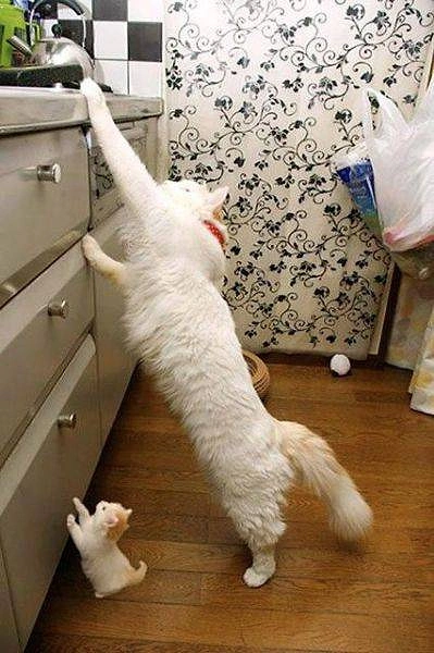 Яблоко от яблони недалеко падает! 39 фотографий, которые это подтверждают