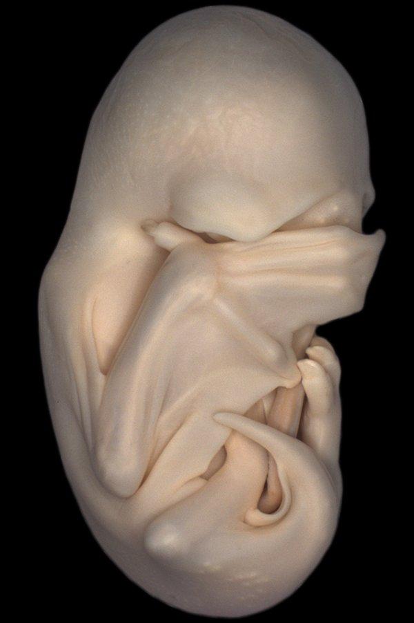 İkincilik Ödülü: Siyah mastiff yarasa embriyosu