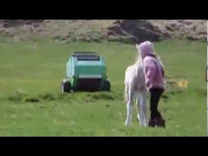 İzlandalı Küçük Kızla Aşırı Tatlı Tayın Eşsiz Arkadaşlığı