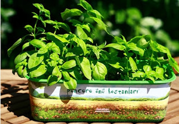 26. Поливайте цветы в горшках водой, в которой вы варили яйца. Это очень питательно и полезно для цветов.