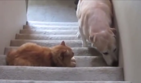 Kapı Bekçisi Kediler ve Onların Gazabına Uğrayan Zavallı Köpekler