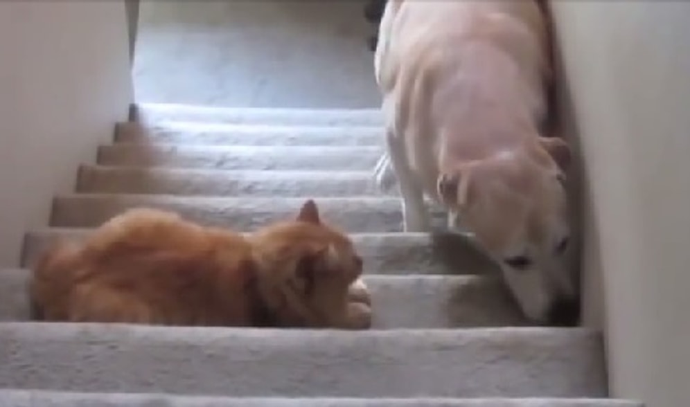 Kapı Bekçisi Kediler ve Onların Gazabına Uğrayan Zavallı Köpekler