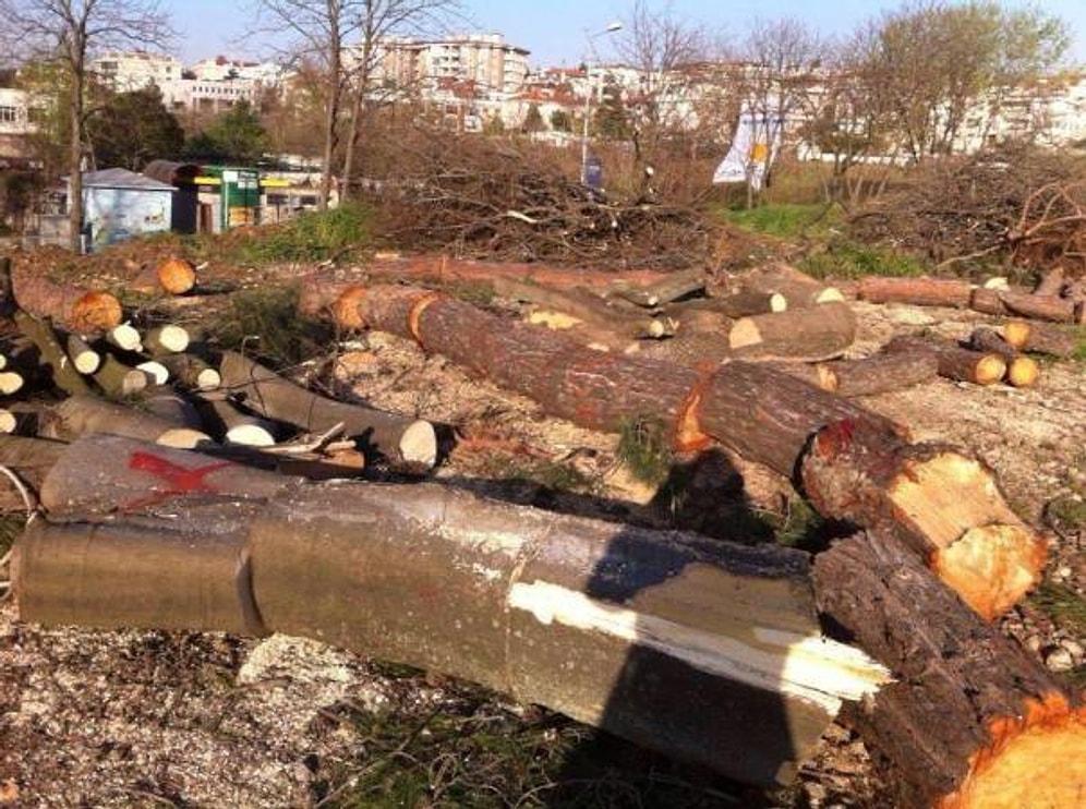 Marmaray İçin Florya'da Ağaç Katliamı