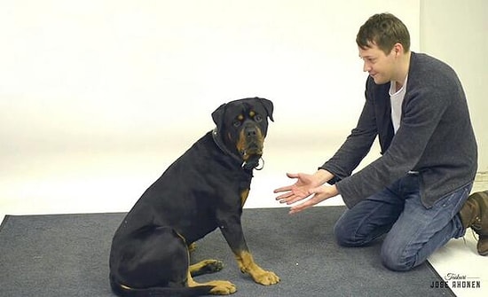 Köpeklerin Sihirbazlık Numarasına Verdiği Benzersiz Tepkilere Bayılacaksınız!