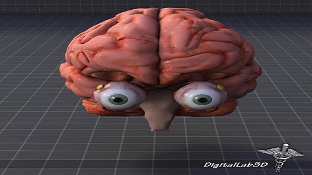 Как видеть мозгом. Глаза часть мозга. Мозг с большими глазами. Мозг человека с глазами без тела.