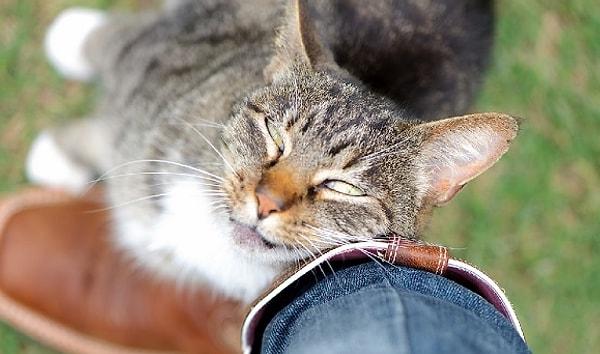 4. Bir anda bacaklarınıza sürtünmeye başlayan kedi