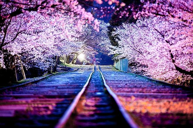Japonya'da Kiraz Çiçekleri Açtı! İşte 2014'ün En Güzel 19 Fotoğrafı
