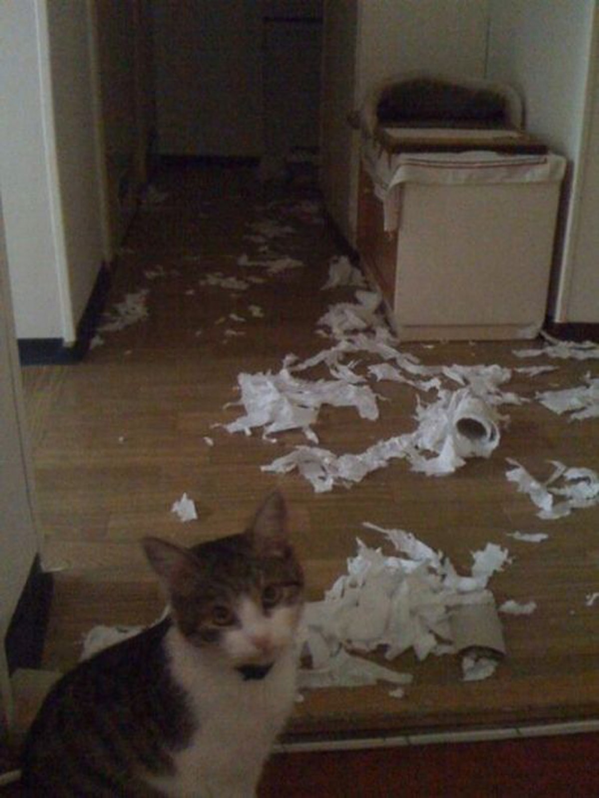 Пакости другу. Кошки пакостят фото. Коты хулиганят в квартире. Бигль разгром. Пакости другу.