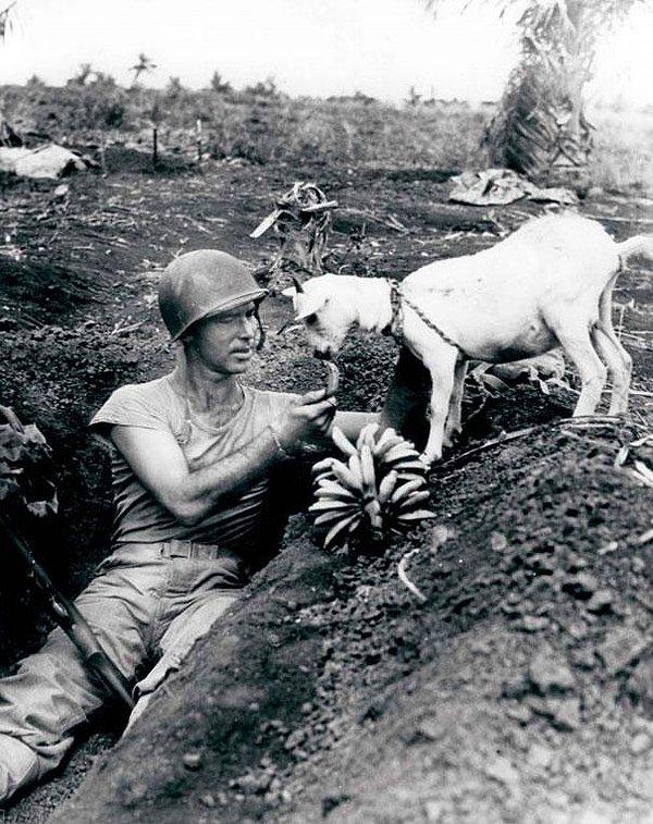 16. Saipan savaşı sırasında muzlarını keçiyle paylaşan bir asker.