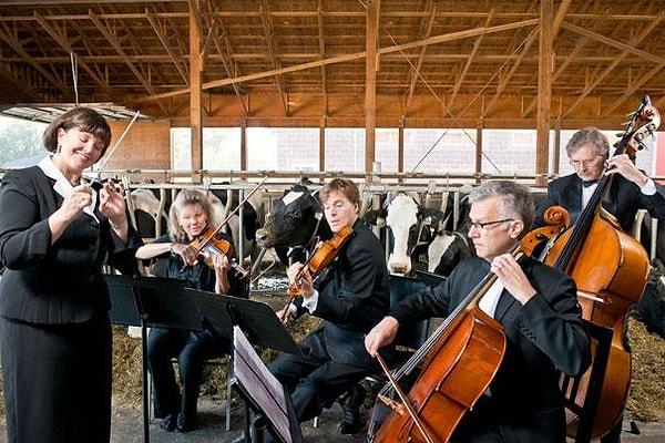 17. Müziğin etkilerini araştıran bir çalışmaya göre, inekler sakinleştirici müzik dinlediklerinde daha fazla süt üretiyorlar. En fazla üretimi ise R.E.M grubunun “Everybody Hurts" şarkısını dinlerken yapıyorlar
