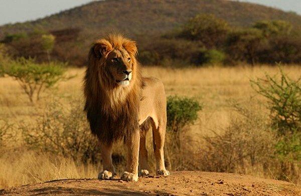 21. Eğer bir erkek aslan sürünün yeni lideri olursa, tüm yavruları öldürür