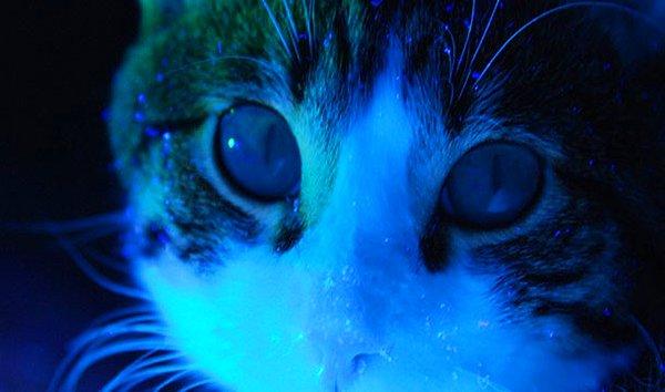 11. Kedi idrarı siyah ışık altında parlar