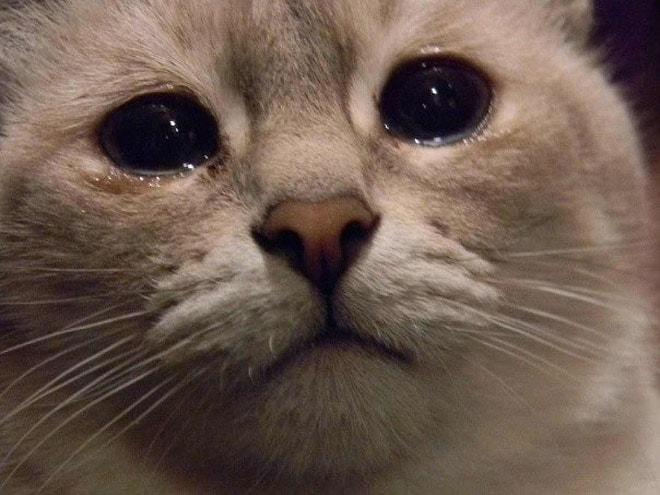 Hayatın Zorlukları Karşısında Güçlü Kalamamış 21 Üzgün Kedi